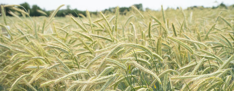 Sechs Getreidesorten vom Bundessortenamt neu zugelassen