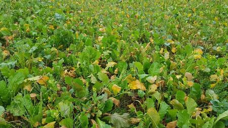 Abbildung 2: Untersaat in Wintertriticale 03.11.2021