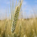 Durum