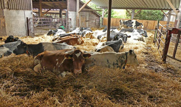 Milchviehfütterung:„Mit Futterrüben sind die Kühe einfach besser drauf!“