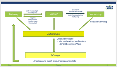Der Weg zum Z-Saatgut