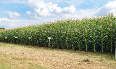 Risikomanagement im Maisanbau I: Risikostreuung durch Sortenwahl