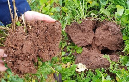 Abbildung 4: Stichprobe:  Links Untersaat; rechts normale Zwischenfrucht auf dem gleichen Schlag
