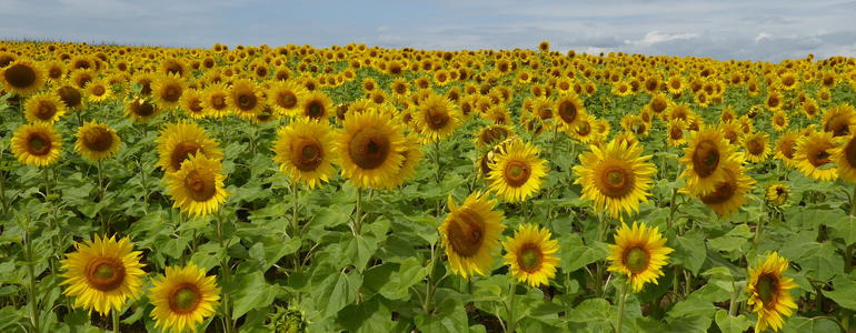 Sonnenblumen richtig anbauen - Was gilt es zu beachten? 