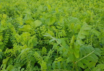 SortenGreening Ölrettich mit Sommerwicke
