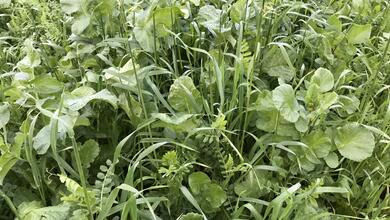 viterra® INTENSIV N-PLUS