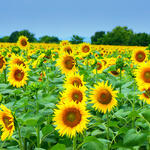 Sonnenblume