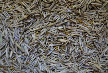 viterra® Randstreifen, Saatgut