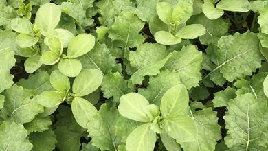 viterra® BEISAAT GROB