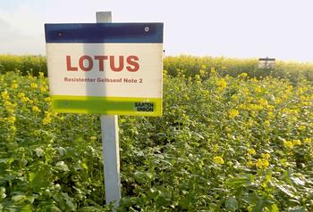 Nematodenresistenter Gelbsenf LOTUS, Feldschild