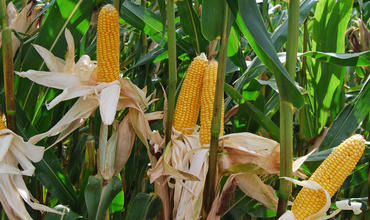 KW 50: Mais: Sorten – und Backempfehlung 