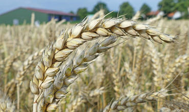 Rote Gebiete: Durch Sortenwahl und Vorfrucht Weizenqualitäten sichern