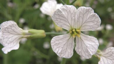 viterra® Mischungen