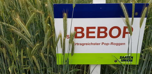Die neue Populationsroggensorte SU BEBOP steht im nächsten Jahr in kleinem Umfang als Öko-Z-Saatgut zur Verfügung.