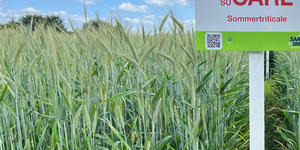 Sommertriticale