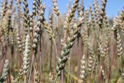 Winterdinkel SPÄTHS ALBRUBIN Winterdinkel SPÄTHS ALBRUBIN