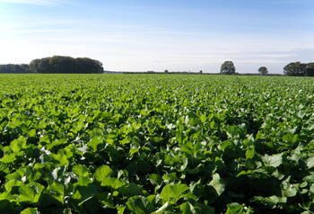 Ölrettich CONTRA, grüner Bestand, blauer Himmel