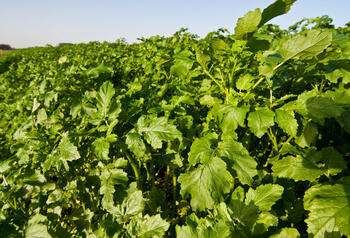 Gelbsenf MIKADO, grüner Bestand